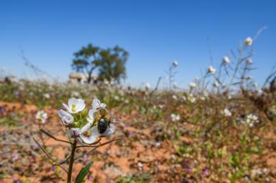 La biodiversidad agraria se queda sin protección
