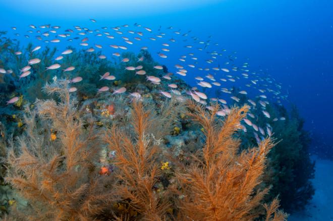 Estudio de hábitats marinos en El Hierro, La Gomera y Lanzarote