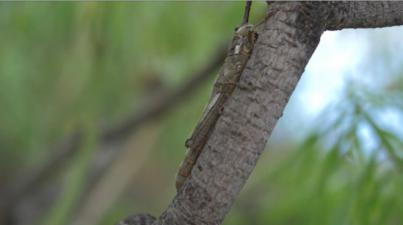 Investigadores de la ULL monitorean la especie del cigarrón palo palmero