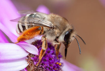 Actualizan el catálogo de abejas silvestres de Canarias e identifica 146 especies