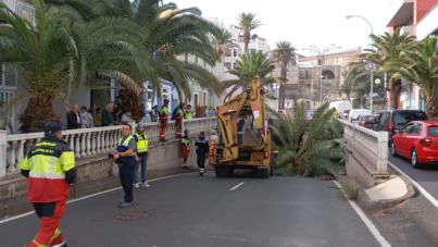 Caída de un ejemplar de palmera en Bravo Murillo