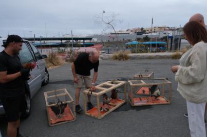 El Ayuntamiento inicia la retirada de aves en el barrio de La Paterna