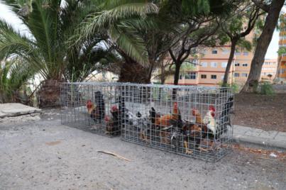 Las Palmas retira cerca de 700 ejemplares de aves en los barrios