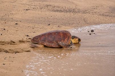 Fuerteventura aconseja llamar al 112 ante tortugas marinas en problemas