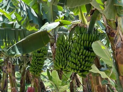 Canarias inicia el pago de ayudas al plátano bajo el programa POSEI
