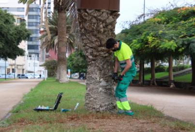 Tratamiento 1.800 palmeras para luchar contra la diocalandra