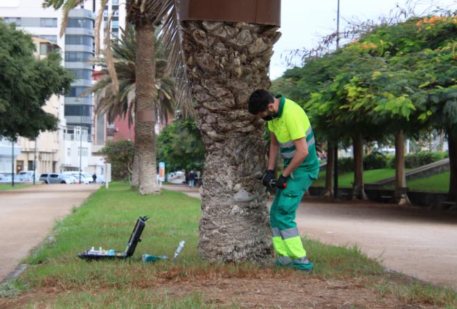 Tratamiento 1.800 palmeras para luchar contra la diocalandra