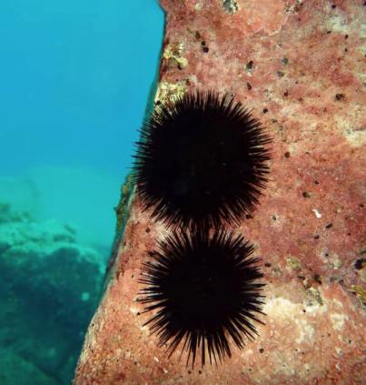 Descubrimiento inédito en erizos de mar por la ULL