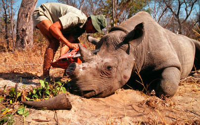 Un millón de especies amenazadas de extinción por la acción del hombre