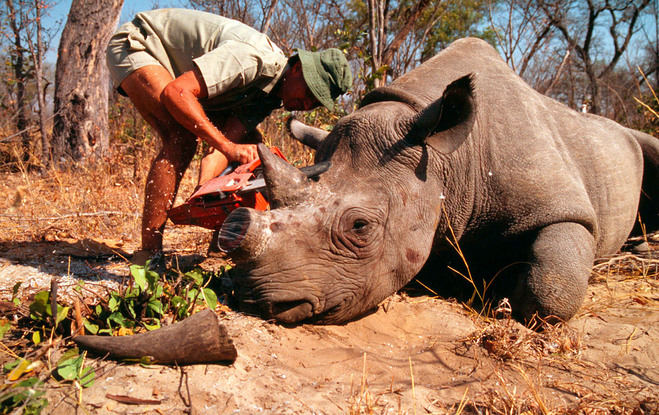 Un millón de especies amenazadas de extinción por la acción del hombre