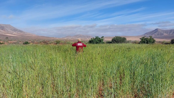 Prueba exitosa de cultivo de centeno en Fuerteventura para artesanía tradicional
