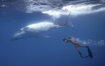 Cinco películas centran la programación cinematográfica de FICMEC Oceans este sábado 11 de junio