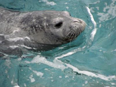 Cs quiere reintroducir la foca monje en el Archipiélago Chinijo