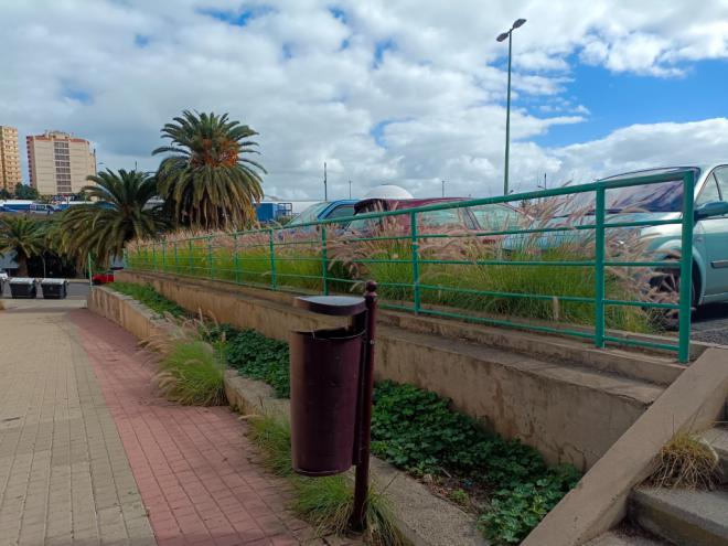 La ACBC solicita al Ayuntamiento de LPGC el control del rabogato