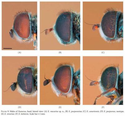 Museos de Tenerife anuncia una nueva especie endémica en las islas Canarias