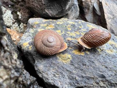 Canarias reduce el número de caracoles endémicos en peligro crítico de extinción