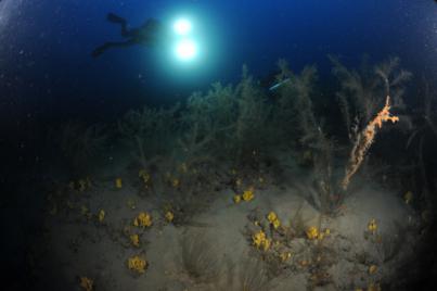 La singularidad insular define la fauna asociada a los corales negros