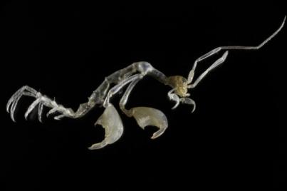 Una especie de anfípodo, principal habitante que domina los bosques de coral mesofóticos del archipiélago canario. Autor: Wilfried Thomas.