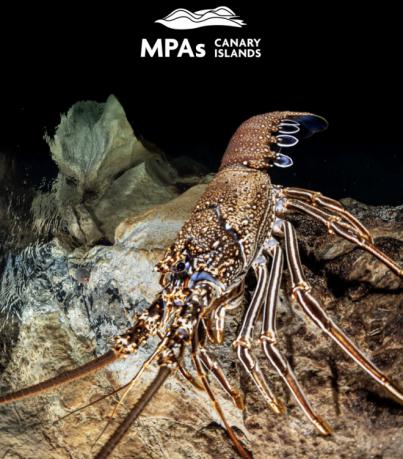 Solo el 11 % de las áreas marinas protegidas cuenta con gestión activa