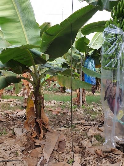 Una nueva especie de hongo descubierta en suelos agrícolas de Tenerife