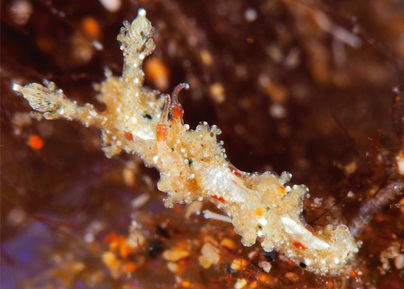 Nueva especie marina en Puerto del Carmen: Lomanotus tias