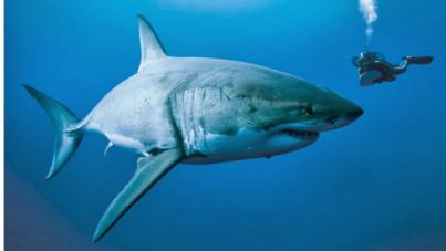 Proyección de uno de los mejores documentales del siglo XXI para conmemorar el Día de los Océanos