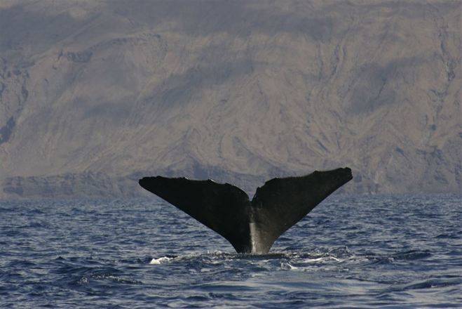La falta de conciencia, un lastre a la hora de proteger el mar