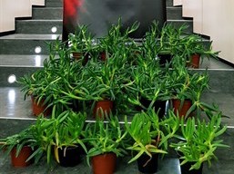 La Policía Canaria interviene en Santa Brígida 23 ejemplares de una planta exótica invasora