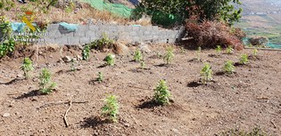 Intervienen más de 230 plantas de marihuana en La Frontera