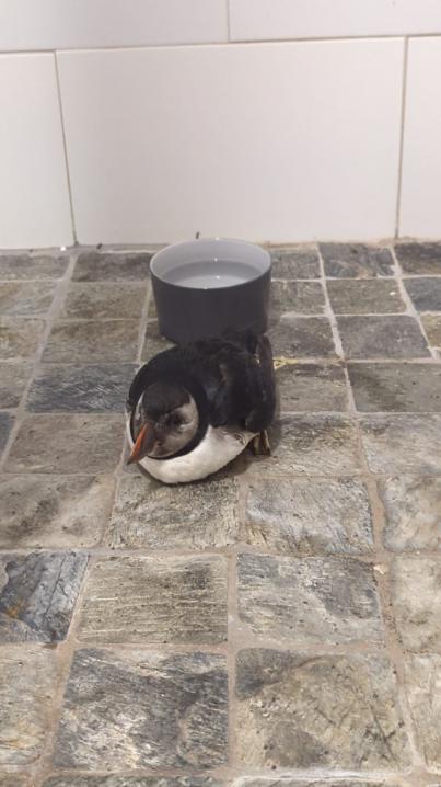 Un frailecillo atlántico llega a la cala La Garita