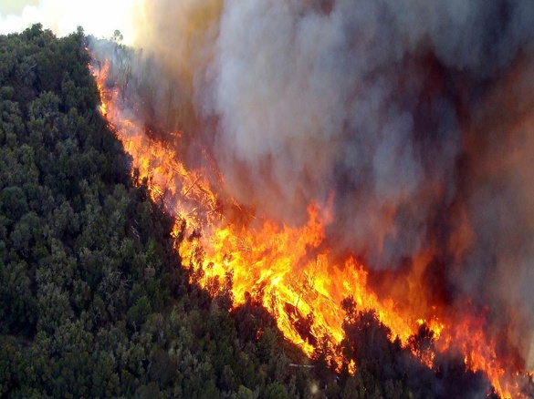 PACMA clama más efectivos y medios para investigar los incendios forestales