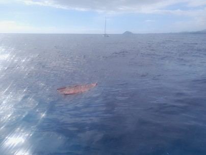 Bote semihundido a la deriva moviliza Salvamar Alpheratz en Tenerife