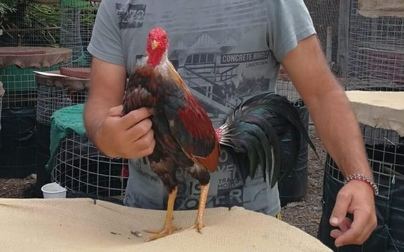 PACMA critica la "permisividad institucional" con las peleas de gallos en Canarias