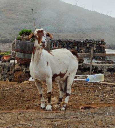 El Cabildo ignora denuncias sobre maltrato a ganado y perros