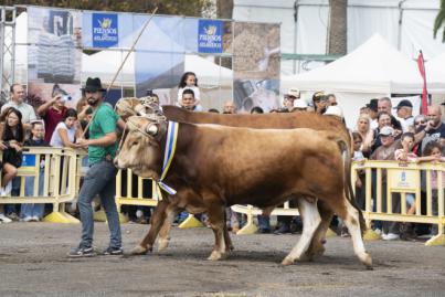 Primera jornada de la Feria de Ganado de Gran Canaria