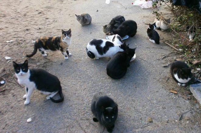 Los Cabildos de Gran Canaria, Tenerife y La Palma, acusados de exterminar también gatos