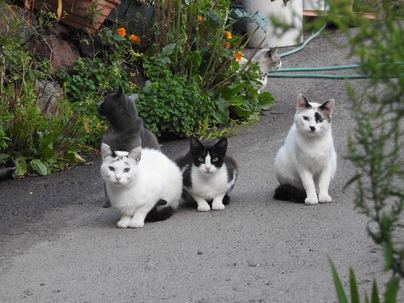 La ACBC acusa al Gobierno de Canarias de incumplir la Ley de Bienestar Animal