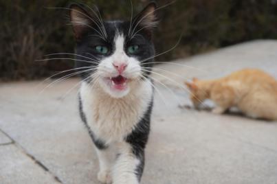 Preocupación por las colonias felinas en La Palma
