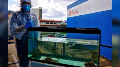Nueva Pescanova desiste de concesión para granja de pulpos en Las Palmas
