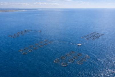 SIRENA 2: Inteligencia Artificial y tecnología autónoma marina para proteger la acuicultura