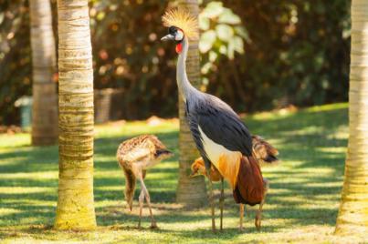 Loro Parque lidera con éxito la conservación de la grulla coronada gris africana