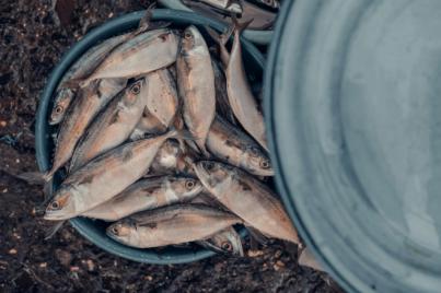 Exigen el fin de la pesca industrial por razones éticas y ambientales