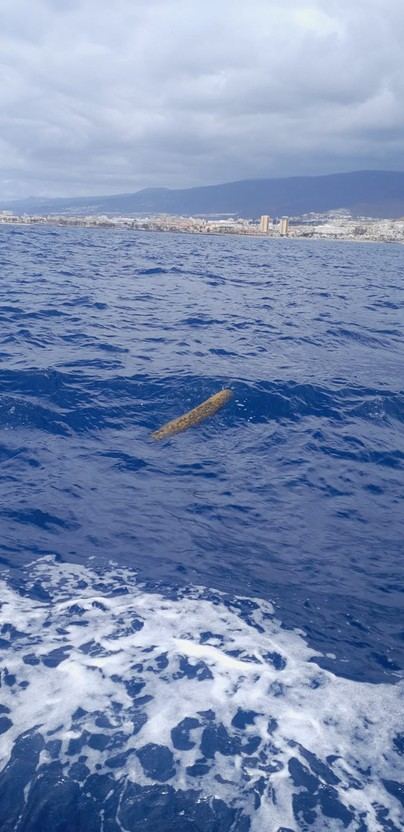 Velero alerta sobre tronco peligroso en el puerto de Los Cristianos