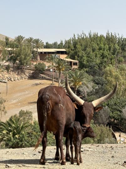 Nace una cría de watusi en Oasis Wildlife de Fuerteventura
