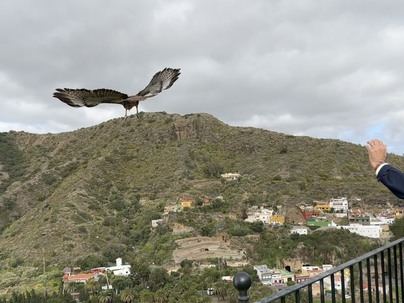 El Cabildo de Gran Canaria ha liberado un águila ratonera