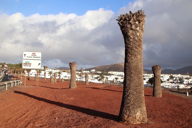 Yaiza pide al Cabildo retirar el “cementerio” de palmeras de Uga