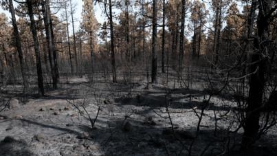 Los trabajos de restauración por el incendio de Los Realejos se inician con el cierre de pistas y senderos