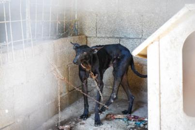 Detienen a un hombre tras localizar 16 perros en condiciones extremas en Tenerife