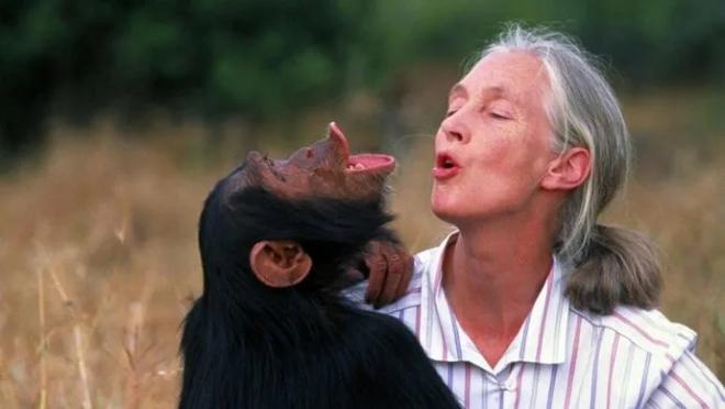 Muere la etóloga británica Jane Goodall, experta mundial en chimpancés