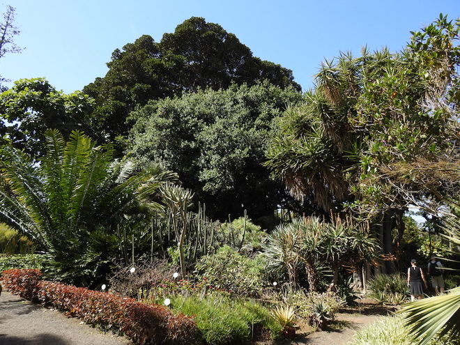 La Consejería de Agricultura, Ganadería y Pesca destinará 300.000 euros al Jardín Botánico de Tenerife